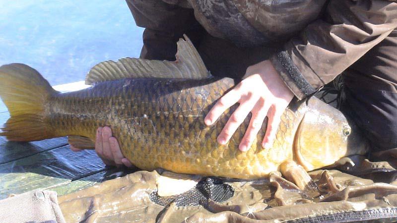 Diverse - no26a---20lb-8oz-common-carp---st-lawrence-river---8th-october-20061.jpg